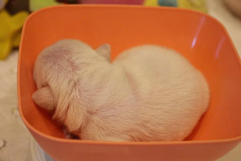 成約済の愛知県のフレンチブルドッグ-64550の24枚目