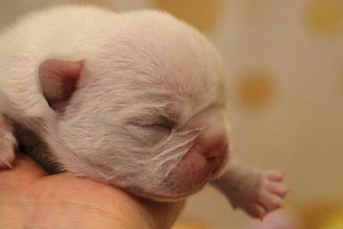 成約済の愛知県のフレンチブルドッグ-64550の23枚目