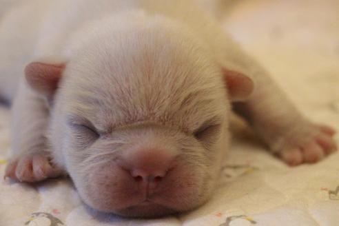 成約済の愛知県のフレンチブルドッグ-64550の21枚目