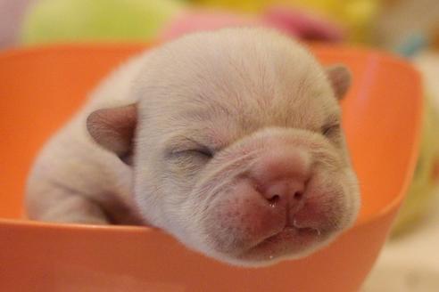 成約済の愛知県のフレンチブルドッグ-64549の25枚目