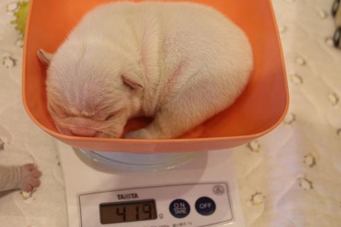 成約済の愛知県のフレンチブルドッグ-64549の24枚目