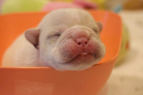 成約済の愛知県のフレンチブルドッグ-64549の23枚目