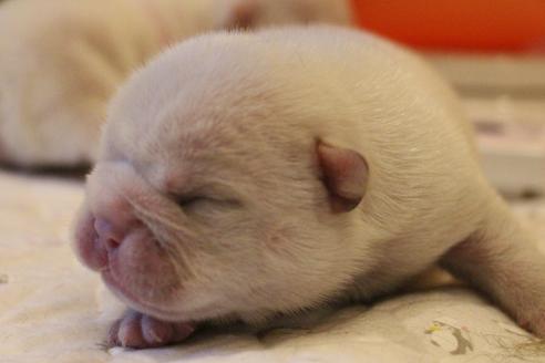 成約済の愛知県のフレンチブルドッグ-64549の22枚目