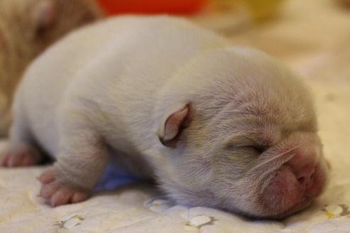 成約済の愛知県のフレンチブルドッグ-64549の21枚目