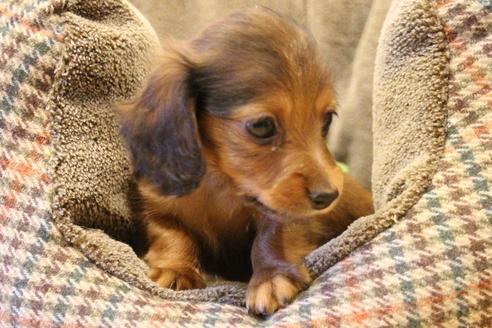 成約済の愛知県のカニンヘンダックスフンド(ロングヘアード)-62633の3枚目