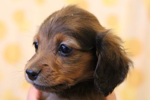 成約済の愛知県のカニンヘンダックスフンド(ロングヘアード)-62633の2枚目