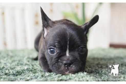 成約済の愛知県のフレンチブルドッグ-62788の1枚目