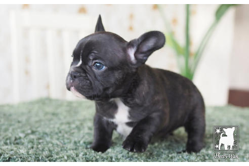 成約済の愛知県のフレンチブルドッグ-62788の5枚目