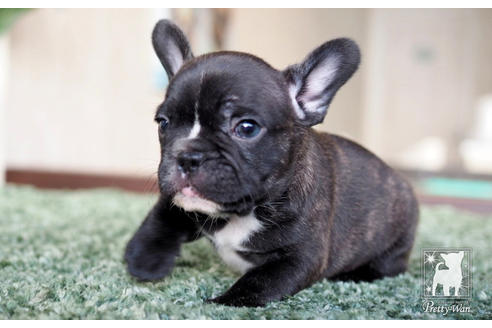 成約済の愛知県のフレンチブルドッグ-62788の4枚目