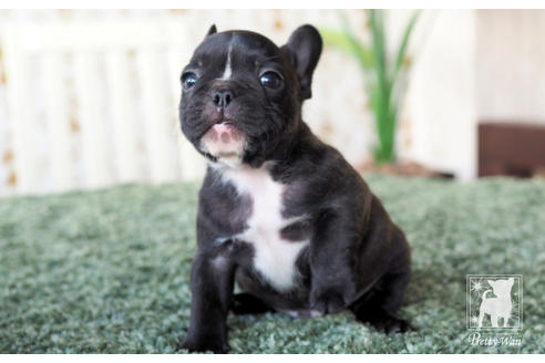 成約済の愛知県のフレンチブルドッグ-62788の3枚目