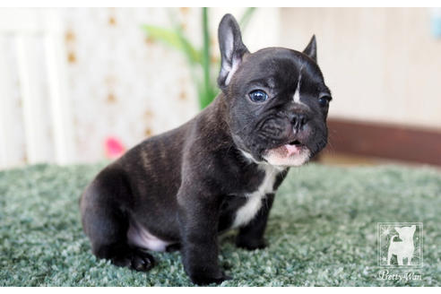 成約済の愛知県のフレンチブルドッグ-62788の2枚目