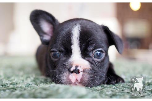 成約済の愛知県のフレンチブルドッグ-62787の1枚目