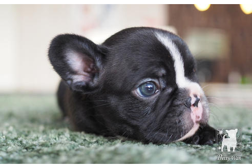 成約済の愛知県のフレンチブルドッグ-62787の6枚目