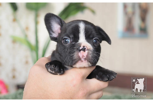成約済の愛知県のフレンチブルドッグ-62787の5枚目
