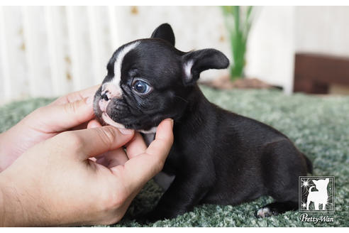 成約済の愛知県のフレンチブルドッグ-62787の4枚目