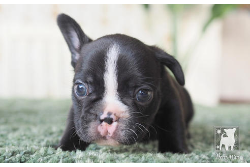 成約済の愛知県のフレンチブルドッグ-62787の3枚目