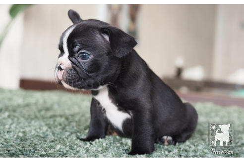 成約済の愛知県のフレンチブルドッグ-62787の2枚目