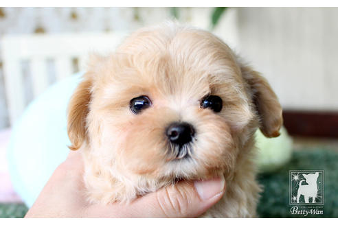 成約済の愛知県のマルプー:マルチーズ×トイプードル-64840の1枚目