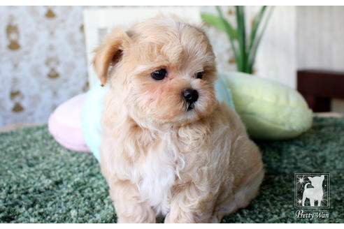 成約済の愛知県のマルプー:マルチーズ×トイプードル-64840の6枚目