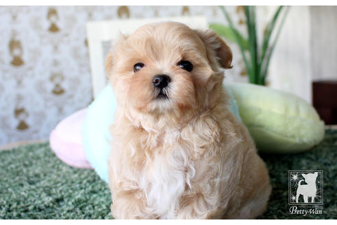 成約済の愛知県のマルプー:マルチーズ×トイプードル-64840の5枚目