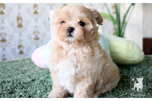 成約済の愛知県のマルプー:マルチーズ×トイプードル-64840の4枚目