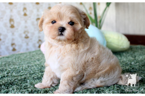 成約済の愛知県のマルプー:マルチーズ×トイプードル-64840の3枚目