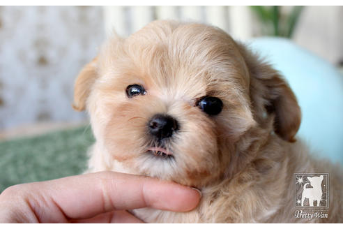 成約済の愛知県のマルプー:マルチーズ×トイプードル-64840の2枚目