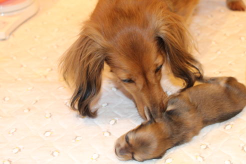 成約済の愛知県のカニンヘンダックスフンド(ロングヘアード)-64841の26枚目