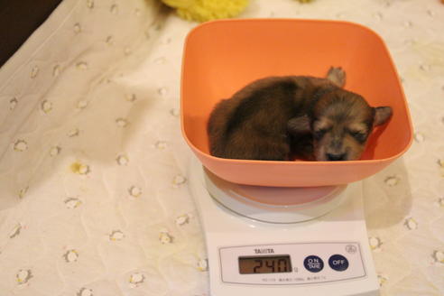 成約済の愛知県のカニンヘンダックスフンド(ロングヘアード)-64841の23枚目