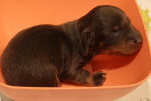 成約済の愛知県のカニンヘンダックスフンド(ロングヘアード)-64842の29枚目