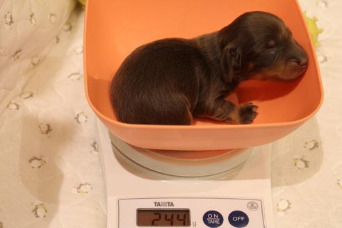 成約済の愛知県のカニンヘンダックスフンド(ロングヘアード)-64842の28枚目