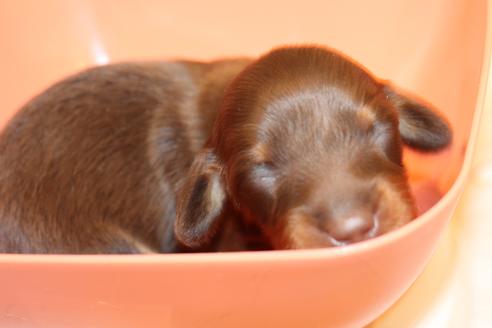 成約済の愛知県のカニンヘンダックスフンド(ロングヘアード)-64842の27枚目