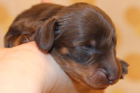 成約済の愛知県のカニンヘンダックスフンド(ロングヘアード)-64842の26枚目