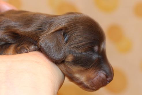 成約済の愛知県のカニンヘンダックスフンド(ロングヘアード)-64842の25枚目