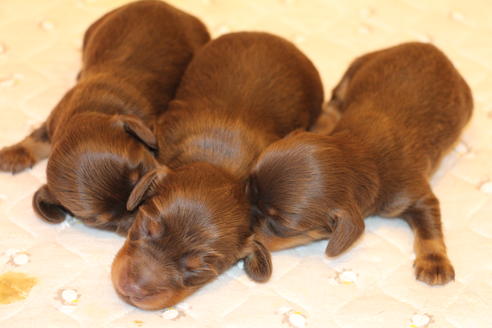 成約済の愛知県のカニンヘンダックスフンド(ロングヘアード)-64842の24枚目