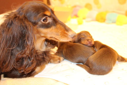成約済の愛知県のカニンヘンダックスフンド(ロングヘアード)-64842の23枚目