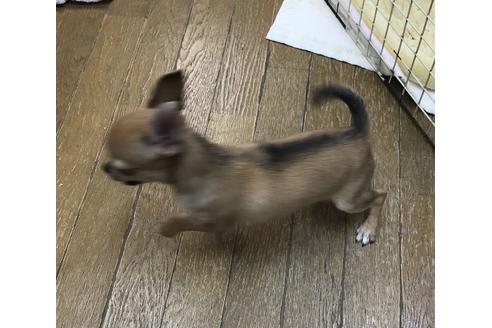 成約済の神奈川県のチワワ(スムースコート)-60411の5枚目
