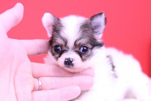 成約済の愛知県のチワワ(ロングコート)-63026の1枚目