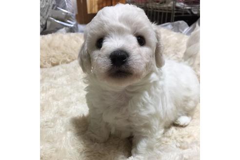 成約済の愛知県のビションフリーゼ-62635