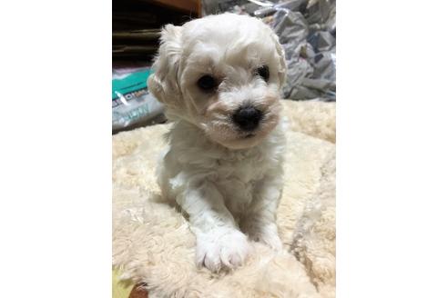 成約済の愛知県のビションフリーゼ-62635の4枚目