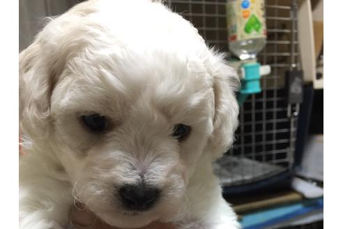 成約済の愛知県のビションフリーゼ-62635の3枚目