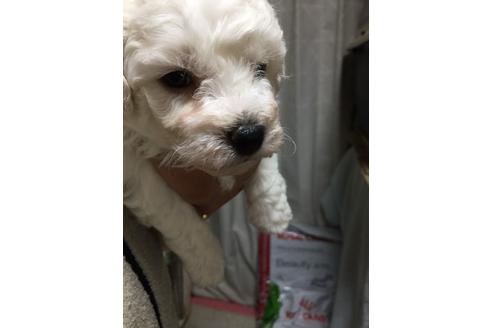 成約済の愛知県のビションフリーゼ-62635の2枚目