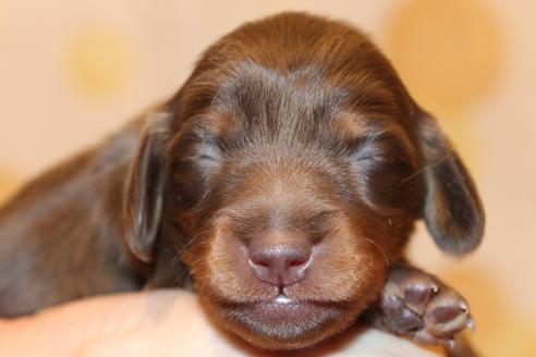 成約済の愛知県のカニンヘンダックスフンド(ロングヘアード)-64890の21枚目