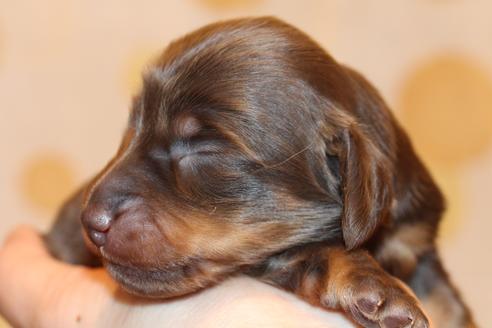 成約済の愛知県のカニンヘンダックスフンド(ロングヘアード)-64890の20枚目