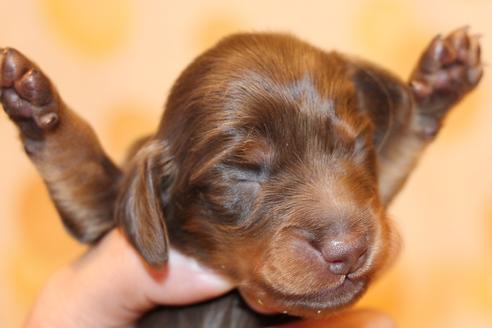 成約済の愛知県のカニンヘンダックスフンド(ロングヘアード)-64890の19枚目