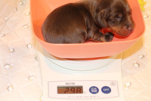 成約済の愛知県のカニンヘンダックスフンド(ロングヘアード)-64890の18枚目