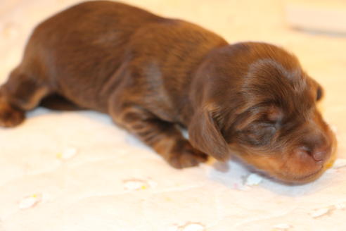 成約済の愛知県のカニンヘンダックスフンド(ロングヘアード)-64890の17枚目