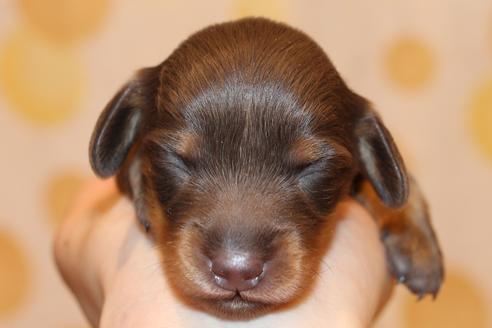 成約済の愛知県のカニンヘンダックスフンド(ロングヘアード)-64891の30枚目