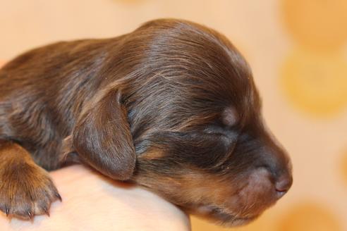 成約済の愛知県のカニンヘンダックスフンド(ロングヘアード)-64891の29枚目