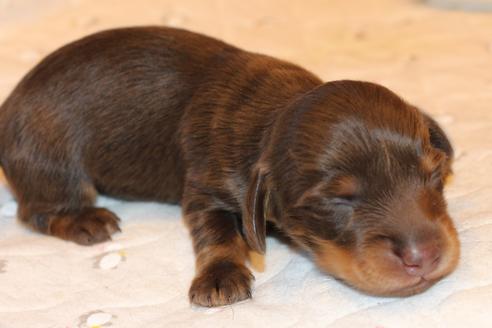 成約済の愛知県のカニンヘンダックスフンド(ロングヘアード)-64891の28枚目